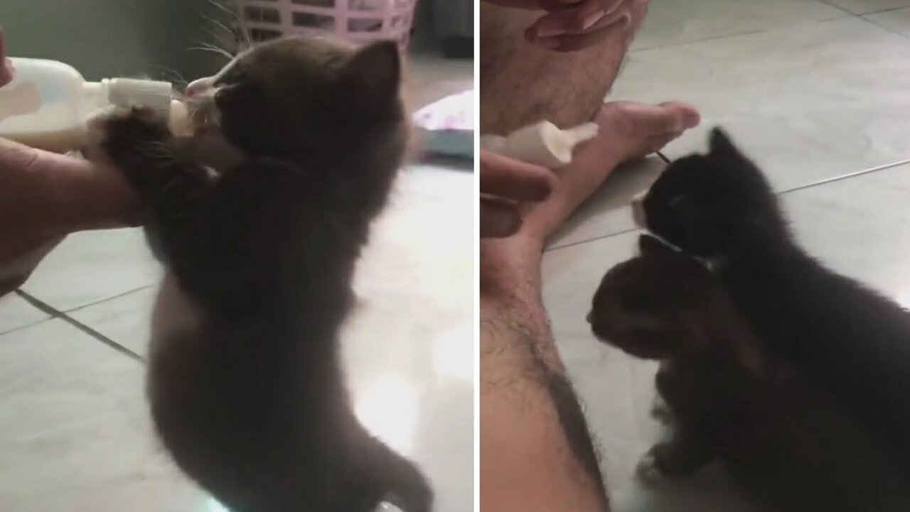 The kitten should drink milk