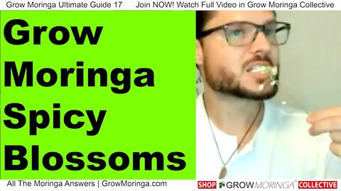 Grow Moringa for Spicey Flower Blossoms They Could Be Even More Anti-Inflammatory Than The Leaves!