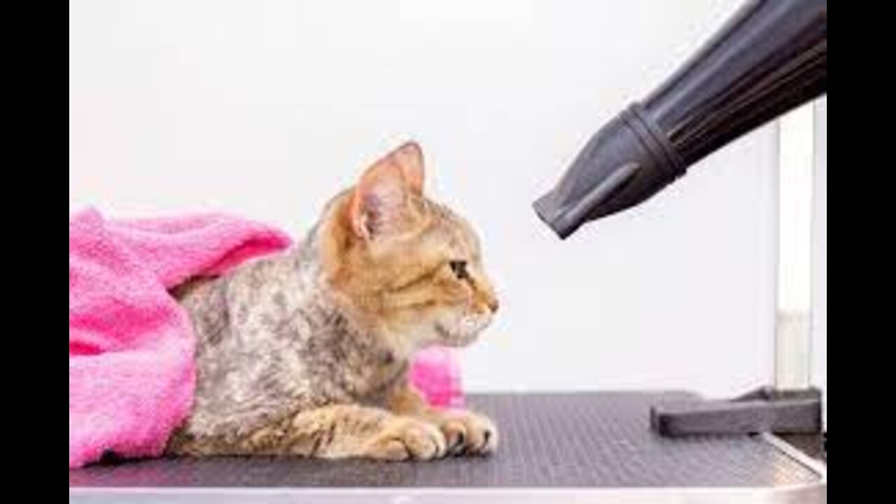 the salon cat