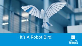 It's a Robot Bird!