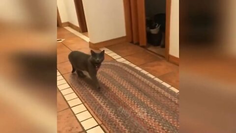 Funny animal videos Funny cats dogs Funny animals 247 $ 14