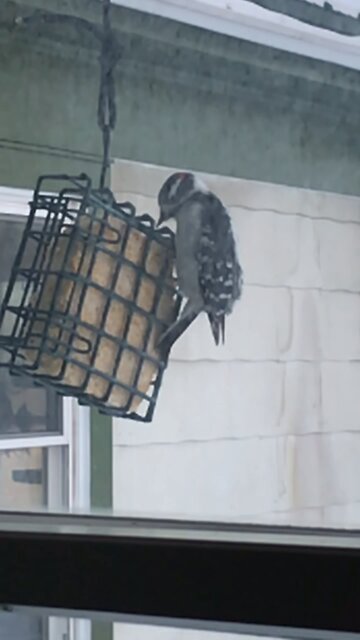 Slow motion woodpecker