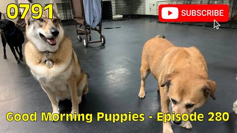 [0791] GOOD MORNING PUPPIES - EPISODE 280 [#dogs #doggos #doggies #puppies #dogdaycare]