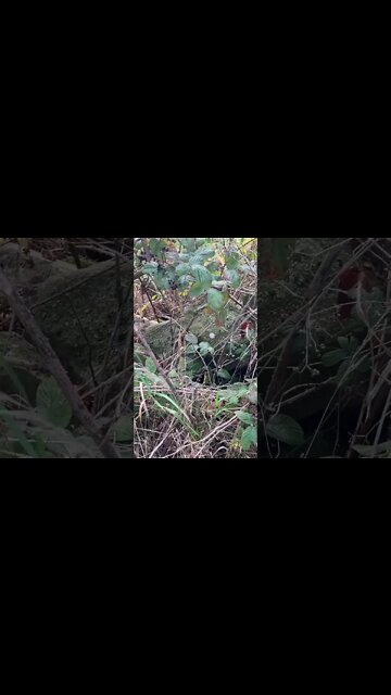 Ben Elton, 63, has compared the modern woke movement to communist China.