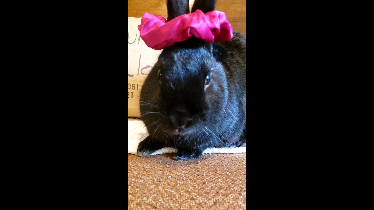 Bunny in Scrunchies