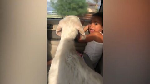 The goat in the car scares the little girl