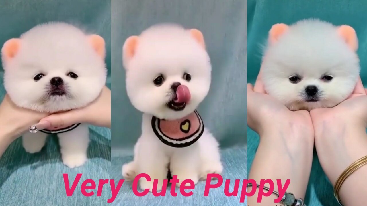 Very Cute Puppy Close Short | Amazing Short | I love rumble07