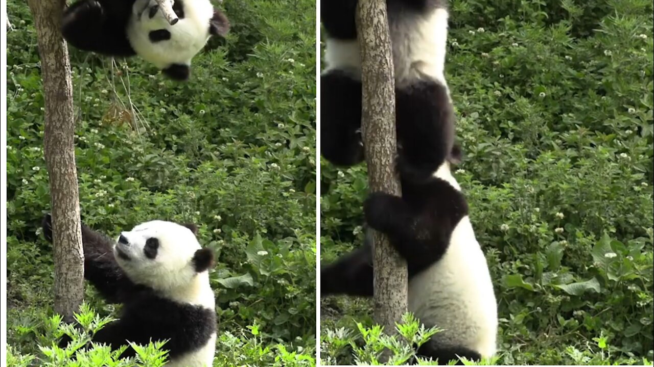 Lovely PANDA'S play ground!! Adorable 😍