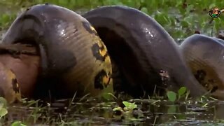 GIANT ANACONDA FOUND IN THE AMAZONAS RIVER / FABULOUS WORLD ANIMAL