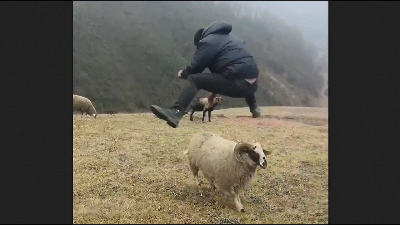 Ram Hopping May Become An Olympic Sport