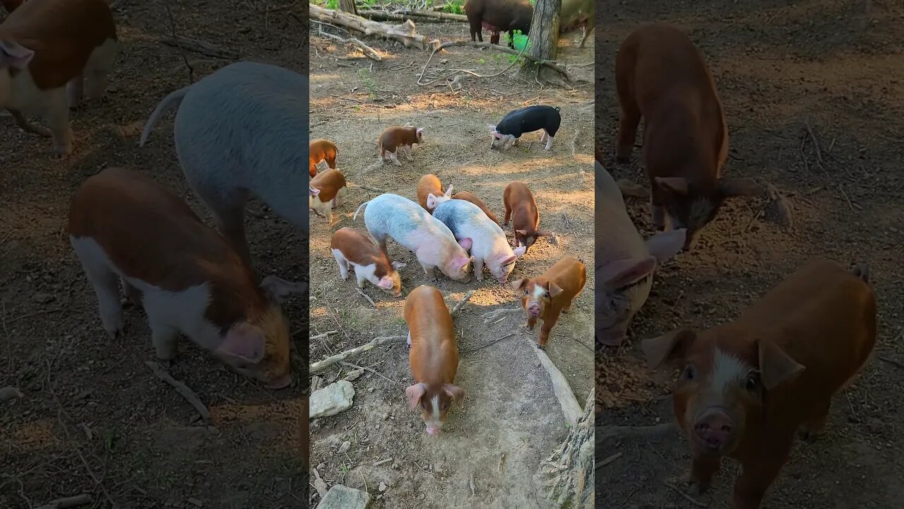 Breakfast in the Pig Pen @UncleTimsFarm #kärnəvór #carnivore #shorts #hereford #freerangepigs