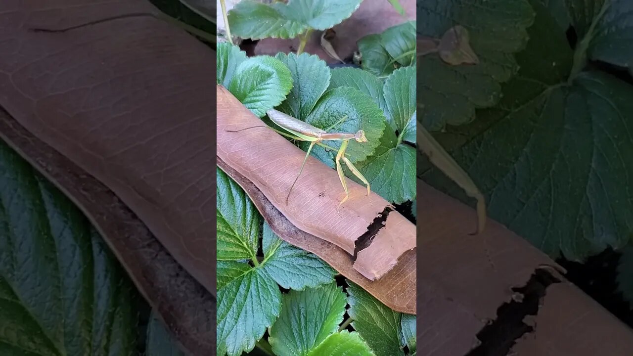 Cool praying mantis chilling on my strawberry plants #shorts #insects