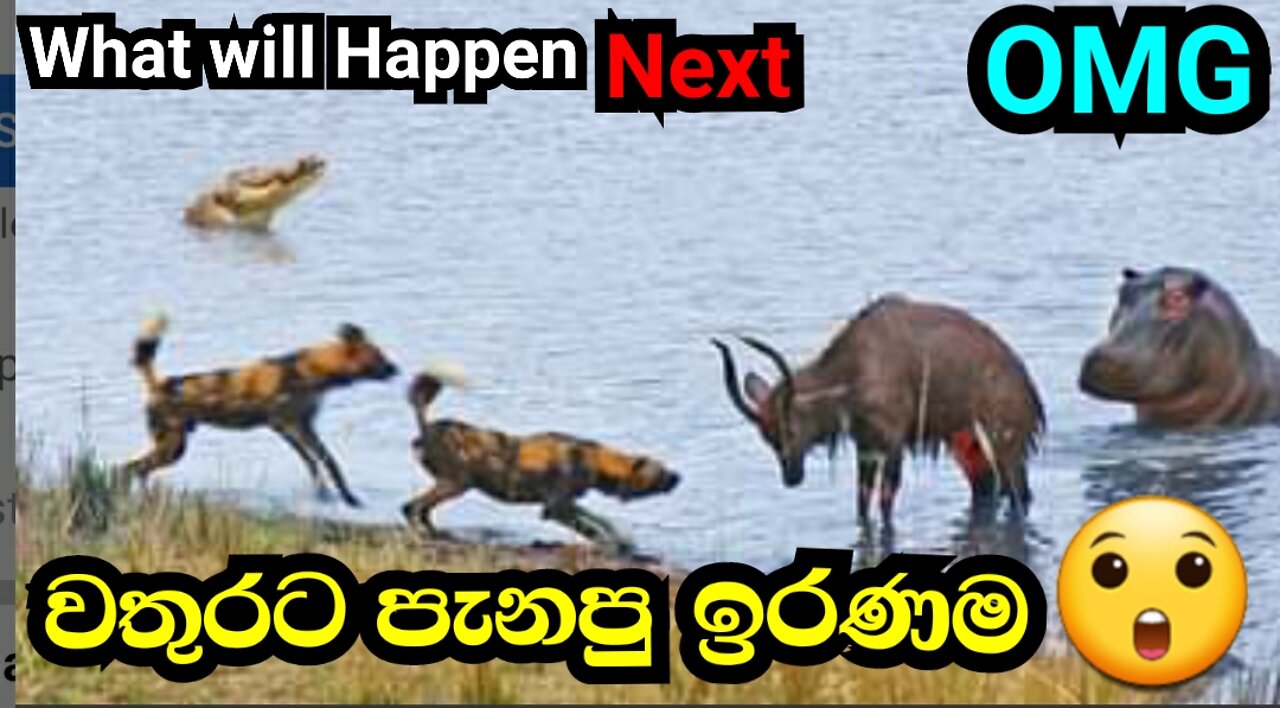 Buk Fighting Wild Dogs & Hippos Gets Cought Crocodile