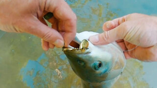 Caught a GIANT CARP on my Inline Spinner (Vibrax)?!