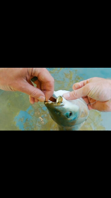 Caught a GIANT CARP on my Inline Spinner (Vibrax)?!