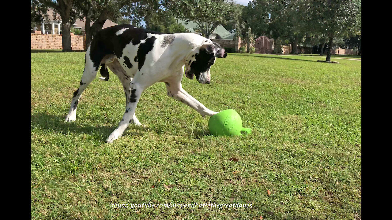 Great Dane Has Fun Chasing His Jolly Ball Horse Toy