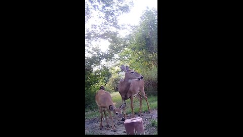 Deer 9-20-2024