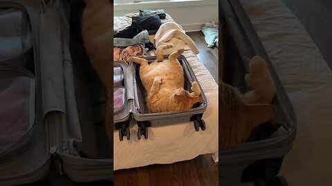 Puzzle resolved - now I know what the second half of the luggage bag is for....;) #cat #funny