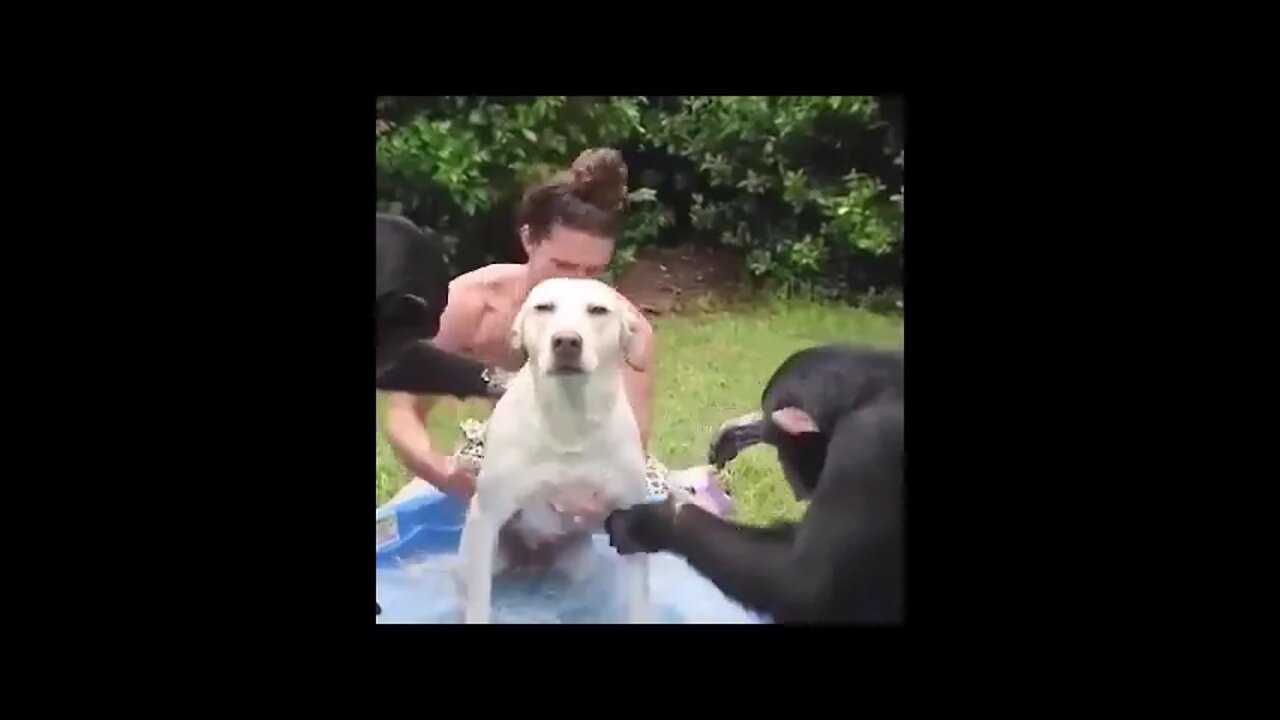 Ethiopian Funny FUNNIEST ANIMALS and Cute Animal Videos Compilation