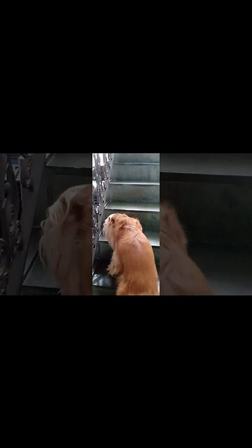 #dogshow , #animals , #dogs , #shorts