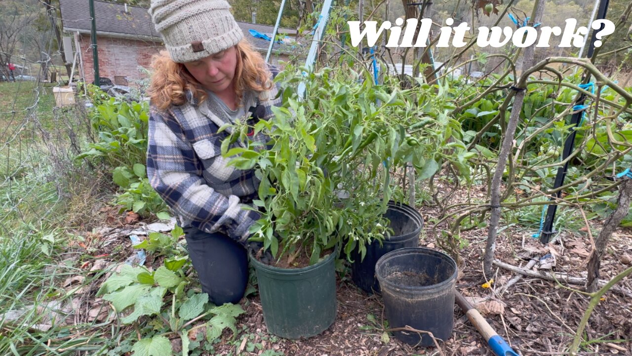 Overwintering Pepper Plants