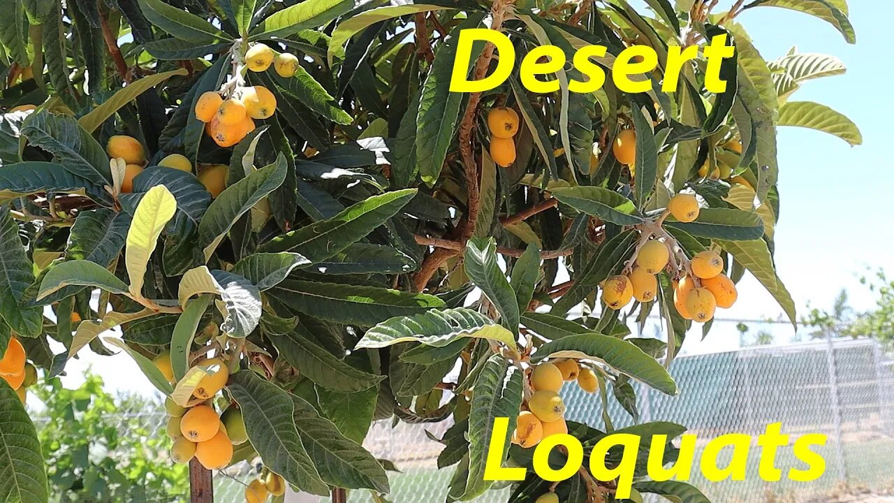 THE Key to Loquats in the Desert | Growing Loquats in AZ