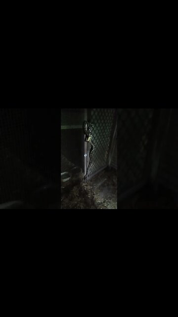 Python on the door to the chicken pen, went to open the door in the dark, and saw this.