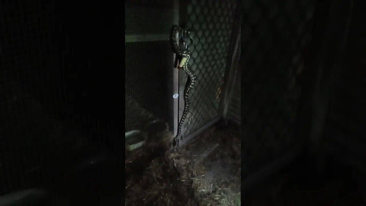 Python on the door to the chicken pen, went to open the door in the dark, and saw this.
