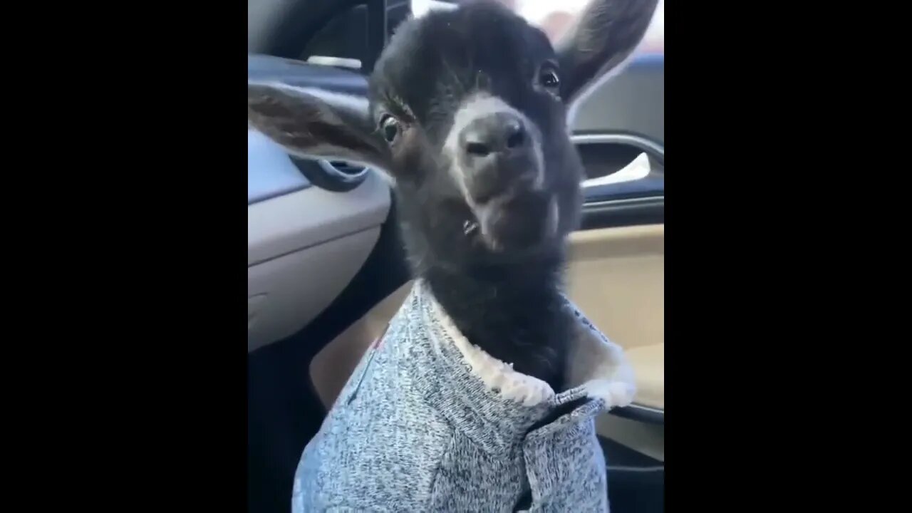 In the words of Billy Idol 'She wants MORE MORE MORE!'