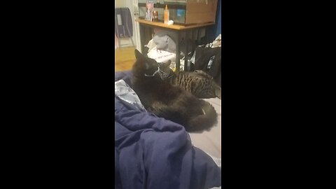 Love birds