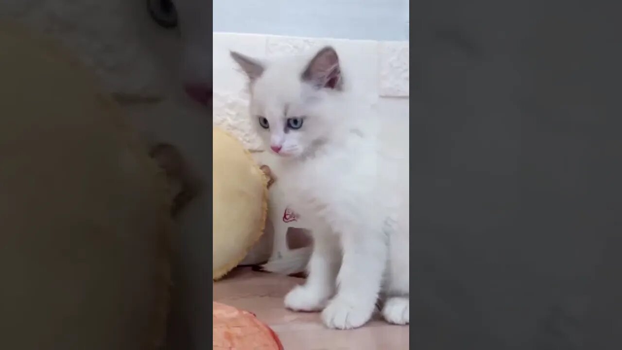 Funniest Cat and Dog Videos Compilation