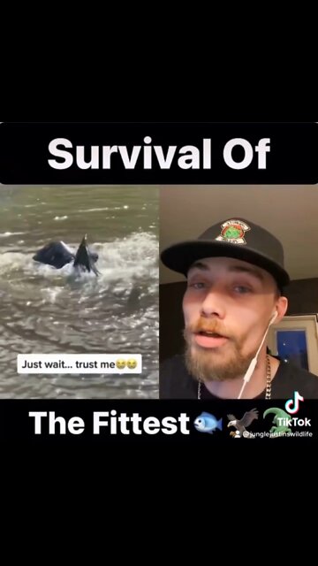 Survival Of The Fittest 🐟🦅🐊