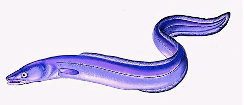 Ganges Giant Blue Eel