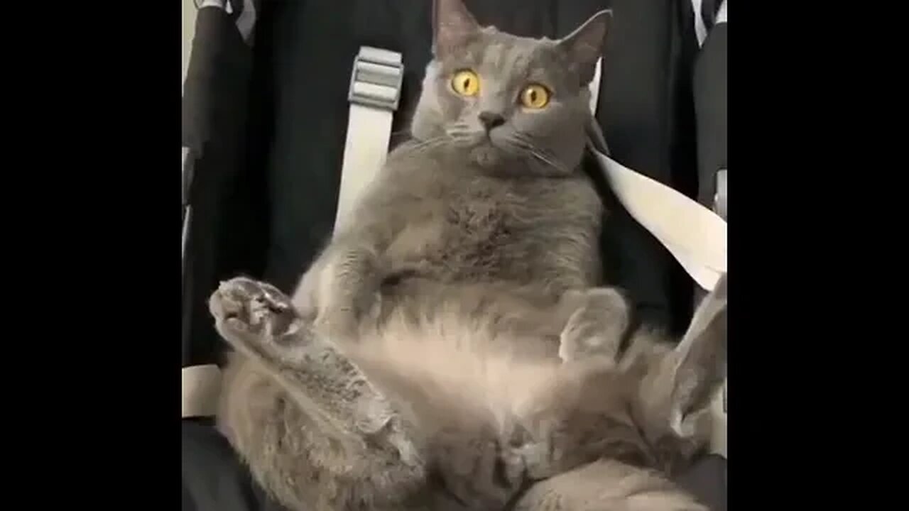 PLAYING CAT VIDEO MEAWWW