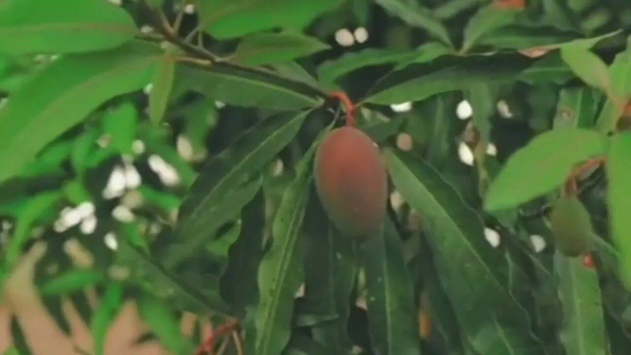 Rain Sounds, Rainforest, Heavy Rain Sounds, Relax, Rain, Rain Sounds for Sleeping or Studying