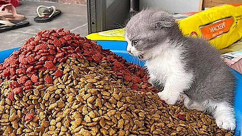 Funny Animal Moments: FUNNY CATS l 2023🐈