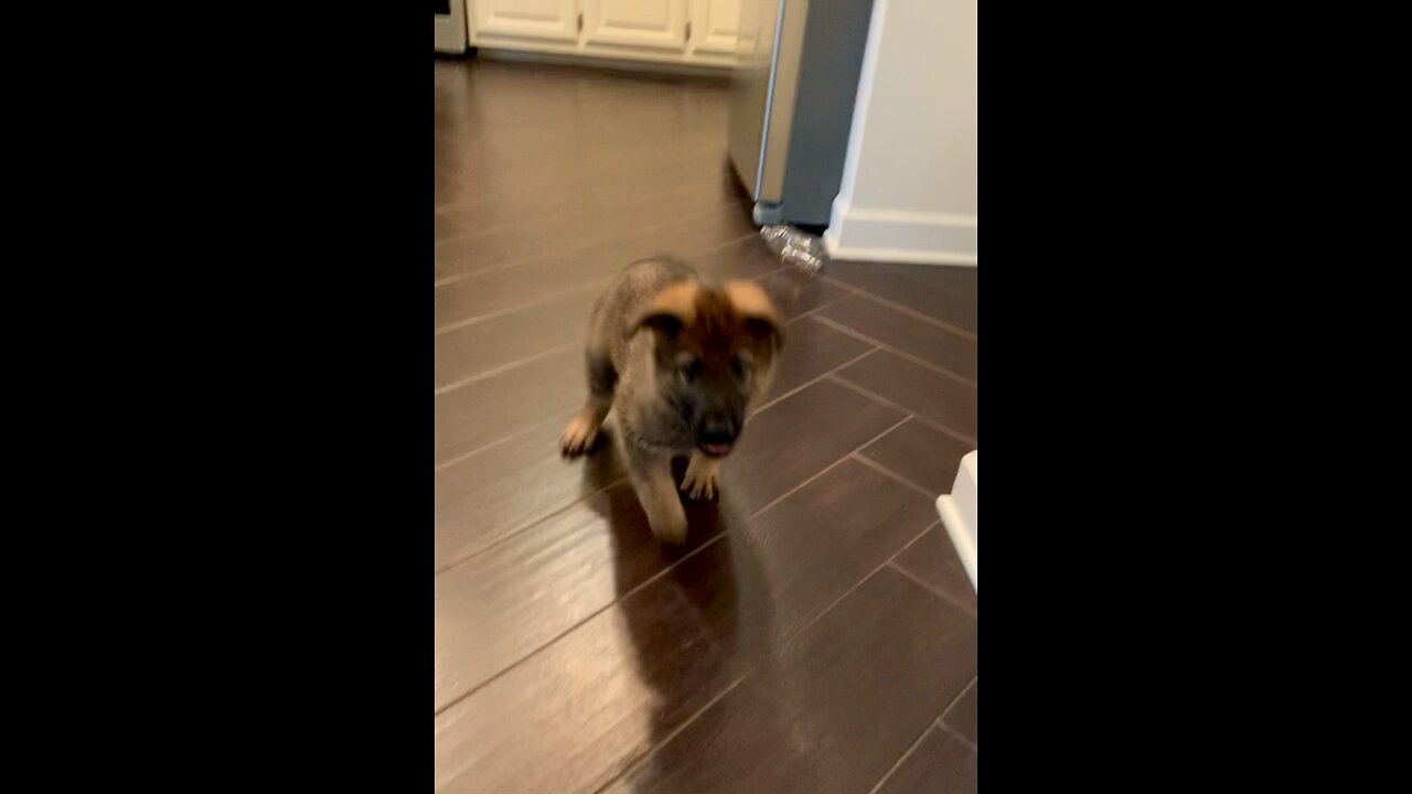 Watch Puppy Play Soccer!