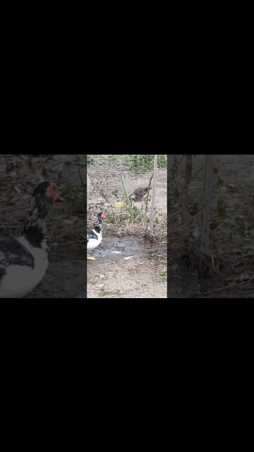 One of the wild Ducks eating some grain