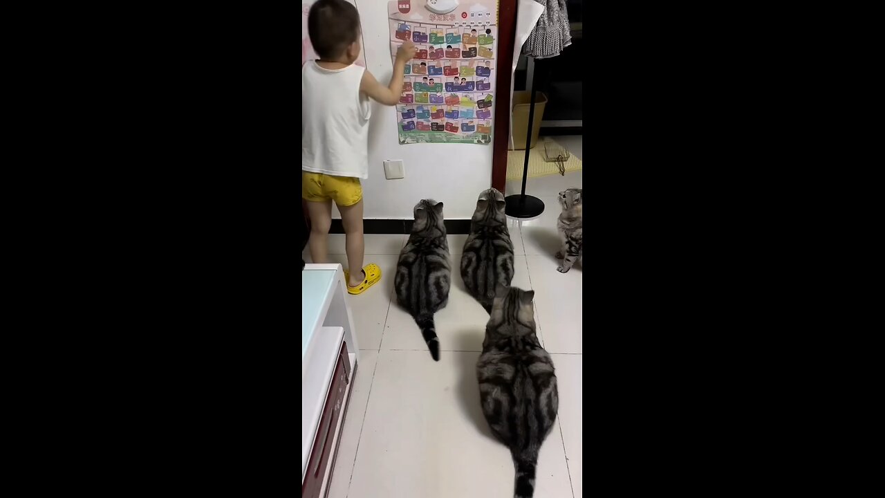 Cute#kitten#cat#shorts