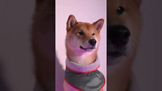 adorable dog - shiba inu #dogbreeds #pawsclawsjaws #animalshorts