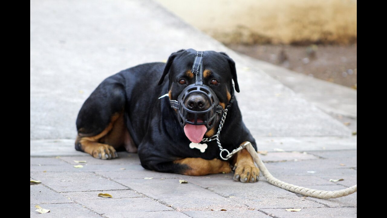 How To Make Your Dog Fully Aggressive With These Few Simple Tricks