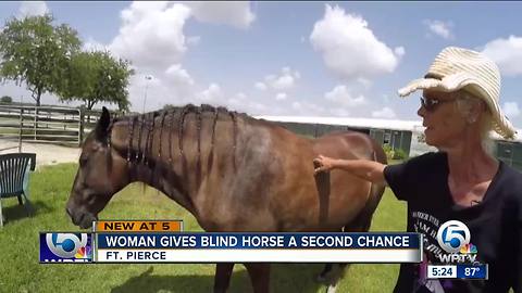 Woman gives blind horse a second chance in Fort Pierce, Florida