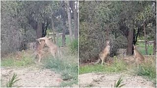 Como parar uma luta de cangurus!