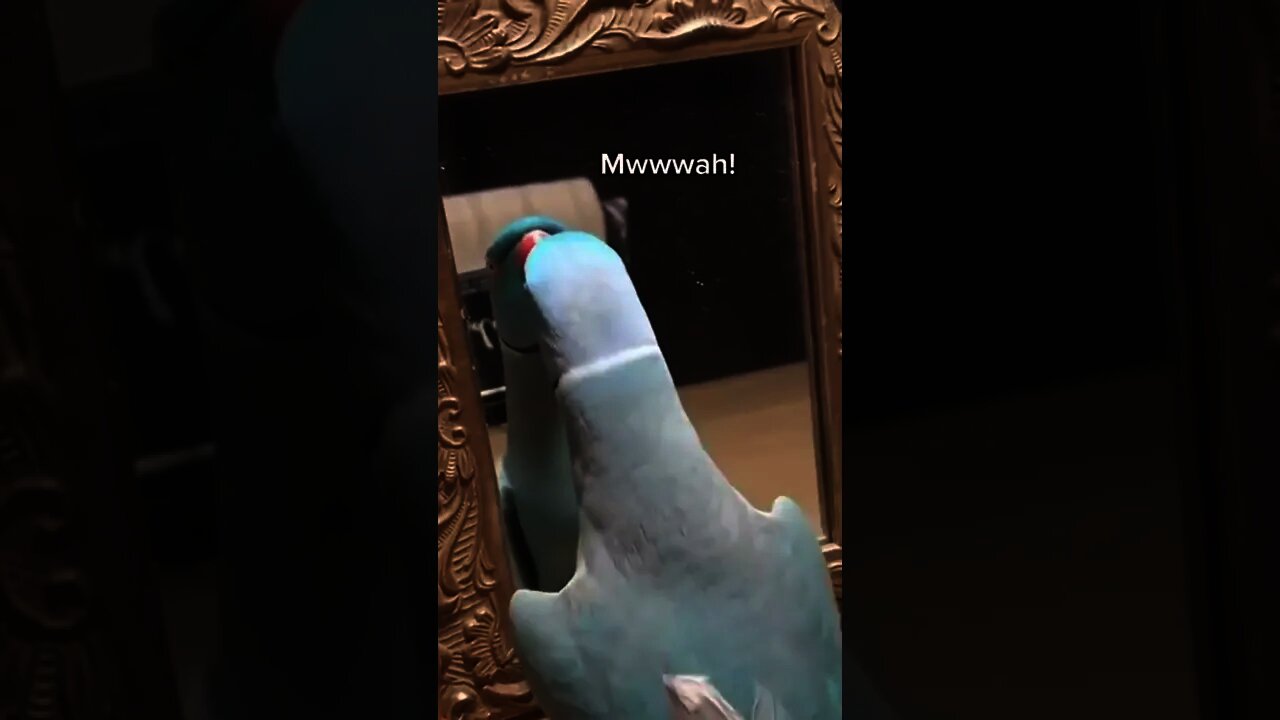 This Parrot Is So Adorable Yet So Stupid LOL