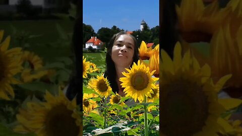 Sunflower in the morning