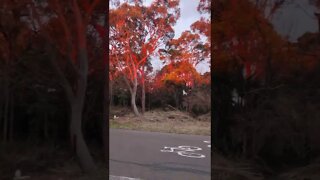 Rare red sunset, Frenchs Forest NSW 🌄