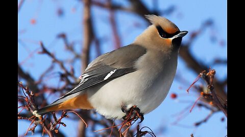 beautiful birds - Bohemian waxwing #brids