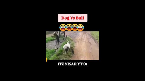 Cow and dog 🐶 funny fighting