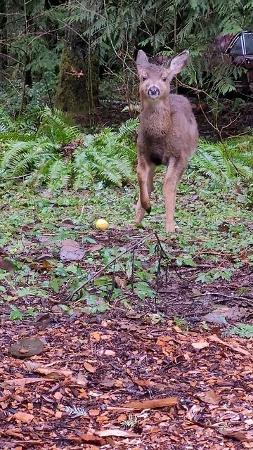 Orphaned Deer. #wildlife #deer #Shorts #short