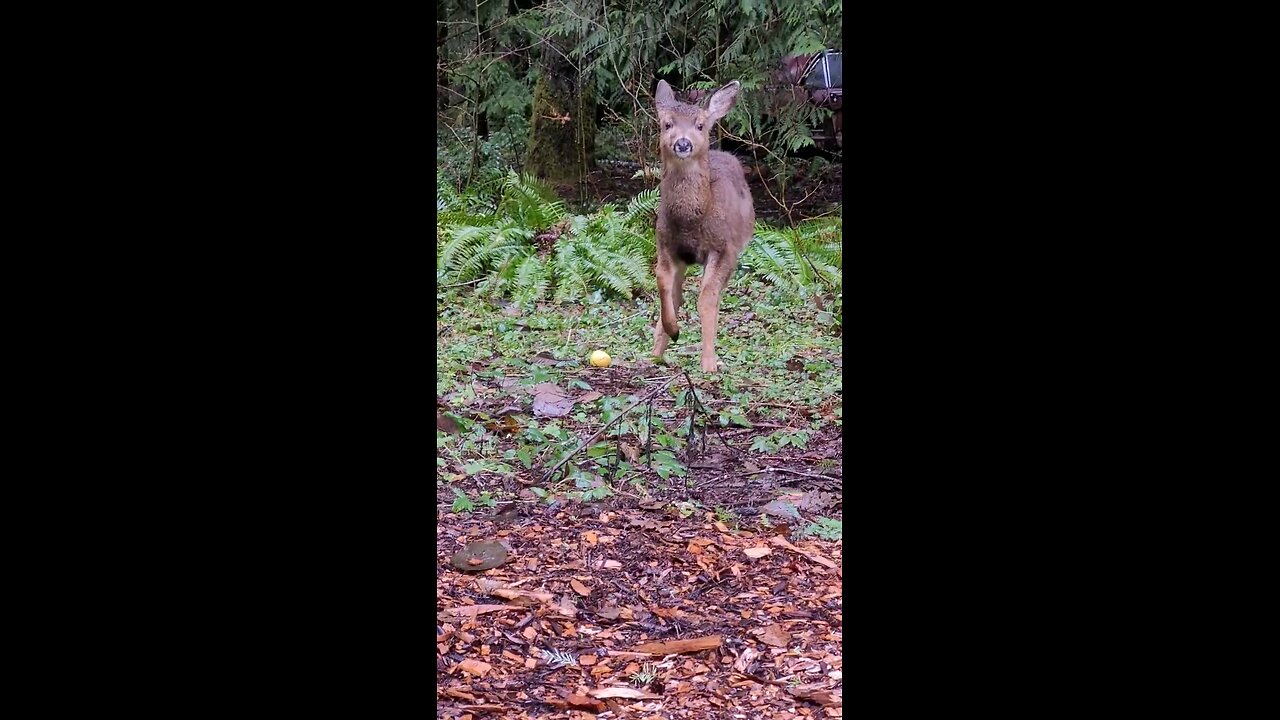 Orphaned Deer. #wildlife #deer #Shorts #short